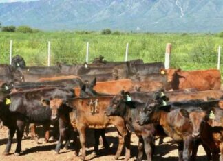 Faena de hembras: en enero, 15% más de vaquillonas al frigorífico