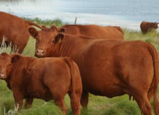 Estudian si el color del pelo incide en la producción de carne