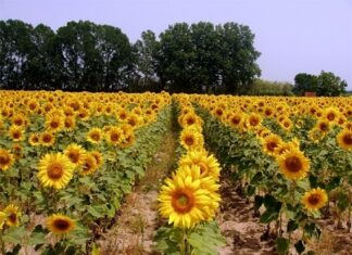 La actualidad de la gruesa en la región
