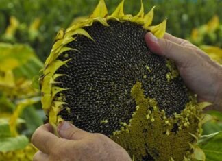 El girasol argentino ratifica su buen momento