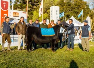 La Expo Nacional del Ternero Angus tuvo sus ganadores