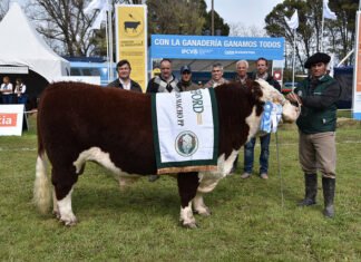 Hereford y Limousin tuvieron sus premiados en Balcarce