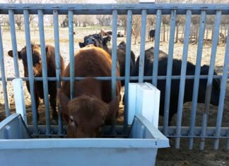 Ganadería 4.0: la era de las vacas con chips