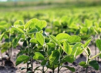 Estudian bacterias para mejorar el cultivo de soja