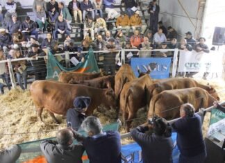 La Tigra cerró la venta del SOB