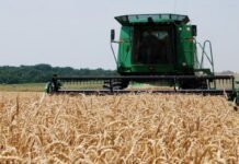 Trigo: Argentina va por más de 20 millones