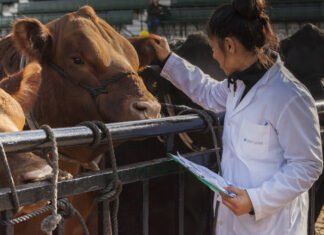 Veterinarios privados deberán registrarse antes de fin de año