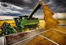 El trigo se volvió un grano muy caro de transportar