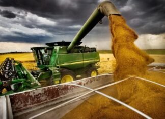 El trigo se volvió un grano muy caro de transportar