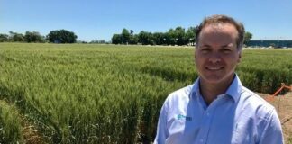 Trigo tolerante a sequía: estará disponible para la próxima campaña
