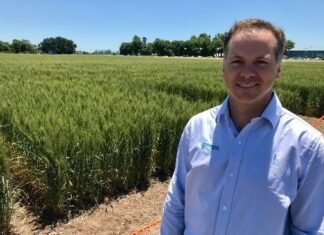 Trigo tolerante a sequía: estará disponible para la próxima campaña