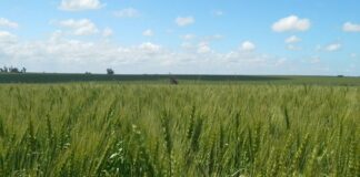 El Trigo argentino está en alerta rojo