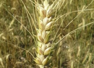 Trigo: la incógnita luego de las lluvias será la calidad