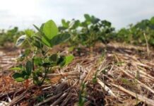 «Con esta base hídrica y un año normal, podemos volver a los altos rindes»