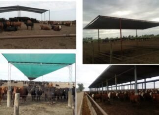 Cómo actuar frente al estrés calórico recurrente