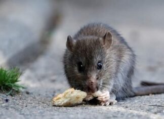 Hantavirus: un trabajo en equipo para la prevención