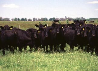 Los novillos lideran el aumento del stock y suman más kilos