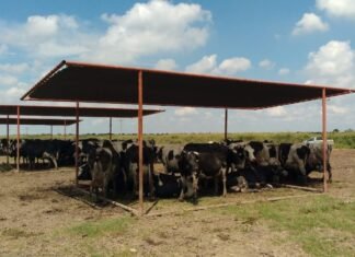 Manejo ganadero: Hace calor