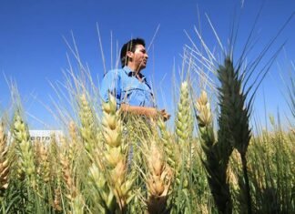 Las expectativas del Trigo tolerante a sequía