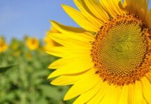 Híbridos adaptados, un 30% mas de rendimientos