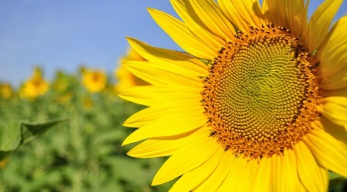 Del campo a la molienda: el auge del Girasol