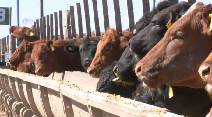 Aumentó la oferta de y los precios comienzan a corregirse