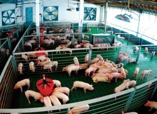 China: el precio del cerdo parece no encontrar el techo