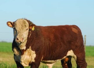 Argentina exportará semen y embriones a Kazajstán