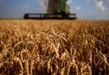 Subió la proyección para el Trigo