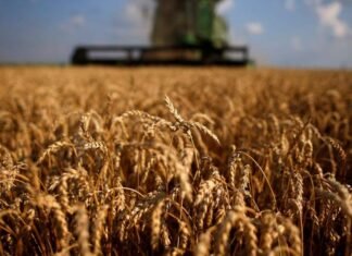“El Trigo, tal como lo conocemos en el SEB, en peligro de extinción”