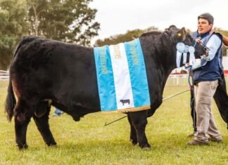 Bolívar mostró lo mejor del Angus de Otoño
