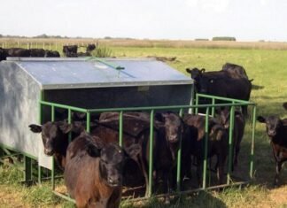 Creep-feeding: ¿también mejora el desempeño de las vacas?