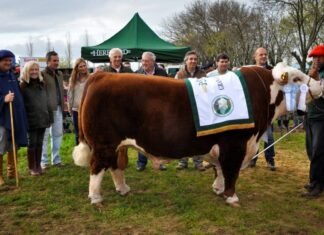 La Hereford suspendió también la Expo de Otoño