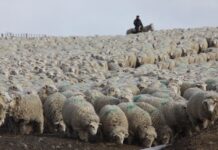 Sarna ovina: Nuevos requisitos de rotulado de inyectables