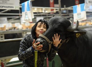 Los búfalos debutan en AgroActiva
