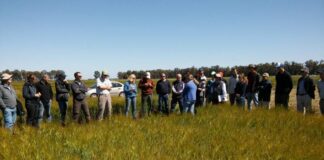 Con la mira en el Trigo
