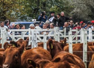 Gran remate de Agromelú en Cañuelas