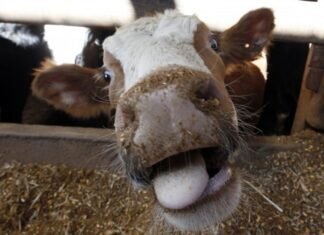 China suspende exportaciones de Brasil por el caso de “Vaca Loca”
