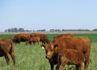Dos casos de carbunclo en la provincia de La Pampa