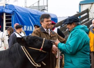 Apolo, el primer animal en pisar La Rural