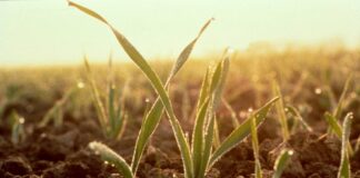 Los Trigos vienen marchando