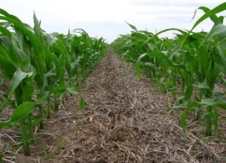 Cuál es el rol del agro frente al cambio climático