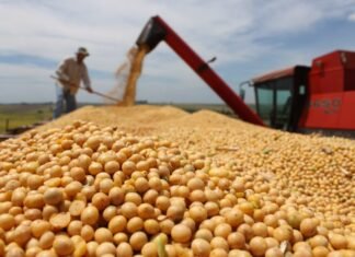 Acopiadores advierten una exigencia “ilegal y abusiva” de exportadores