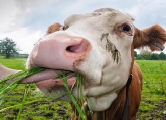 Argentina: el estatus sanitario más alto en relación a la vaca loca