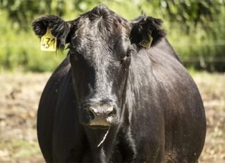 Brucelosis: adecuaciones para el sostenimiento de mercados internacionales
