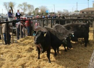 De Productores vendió todo en Tres Arroyos