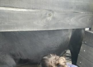 Controlar la sanidad en toros evita pérdidas de hasta un 30 %