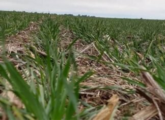 Trigo: a la refertilización y frenada la caída de expectativas de rinde