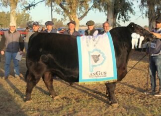 Aldazábal al tope del Circuito Angus Bonaerense