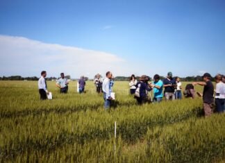 Fertilización: La estrategia determina la productividad de los sistemas